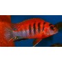 Лабидохромис хонги (Labidochromis )