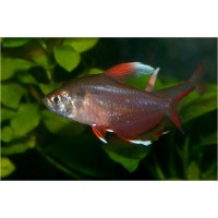 Орнатус (Hyphessobrycon bentosi)
