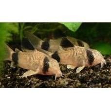 Сом панда (Corydoras panda)