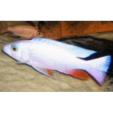 Хаплохромис васильковый белый (Sciaenochromis fryeri)