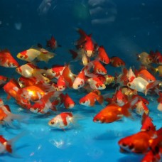 Обыкновенная Золотая Рыбка (Common Goldfish)