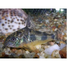 Крапчатый сом (Corydoras paleatus)