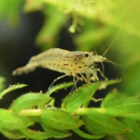 Креветка Амано (Caridina multidentata)