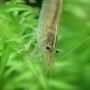 Креветка Амано (Caridina multidentata)