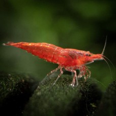 Креветка вишнёвая (Neocaridina denticulata sinensis)