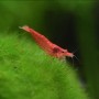 Креветка вишнёвая (Neocaridina denticulata sinensis)