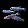 Данио Glo (Danio rerio GLOFISH)