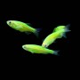 Данио Glo (Danio rerio GLOFISH)