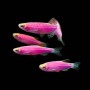 Данио Glo (Danio rerio GLOFISH)