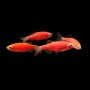 Данио Glo (Danio rerio GLOFISH)