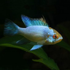 Апистограмма-бабочка "Electric Blue" (Mikrogeophagus ramirezi var. "Electric Blue")