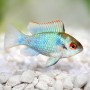 Апистограмма-бабочка  "Electric Blue" (Mikrogeophagus ramirezi var. "Electric Blue")