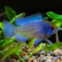 Апистограмма-бабочка  "Electric Blue" (Mikrogeophagus ramirezi var. "Electric Blue")