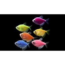 Тернеция Glo (Gymnocorymbus ternetzi GLOFISH)